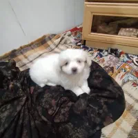 پاکوتاه مینیاتوری|سگ|بناب, |دیوار