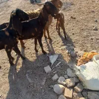 دوراس.بزچهل خال.یک زایید.ویک ابستن|حیوانات مزرعه|تربت جام, میان جام|دیوار