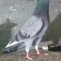 کبوتر سبز کاکلی|پرنده|بندر ترکمن, |دیوار