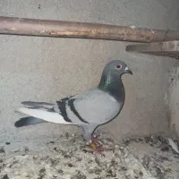 کبوتر پلاکی و پرشی