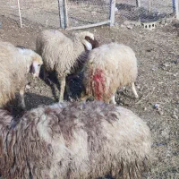 گوسفند کاور پوشی ماده