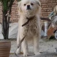 سگ.پاکوتاه.اشپیتز.|سگ|کبودرآهنگ, |دیوار