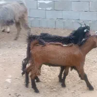 چهار کهره نر چاق چاق|حیوانات مزرعه|برازجان, |دیوار