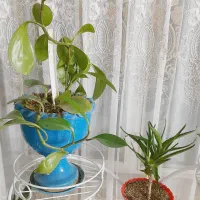 حراج واقعی گلهای زیبای آپارتمانی زیبا