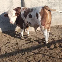 گوساله سیمنتال اصل