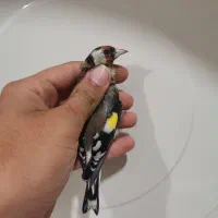 سهره نر ماده|پرنده|خوی, |دیوار