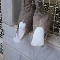 گمشدهجوجهقرمزیدمسفید