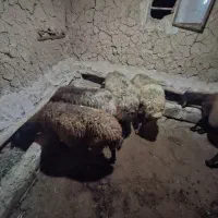 گوسفند ماده|حیوانات مزرعه|ماهنشان, |دیوار