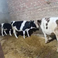 فروش گوساله