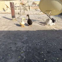 فروش فوری