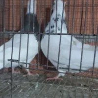 کبوتر رنگی|پرنده|گنبد کاووس, |دیوار