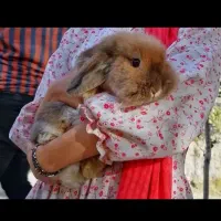 خرگوش لوپ هلندی