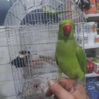 طوطی ملنگو شاه طوطی چیکو کوکو سخنگو بازیگوش اهلی|پرنده|تهران, سلسبیل شمالی|دیوار