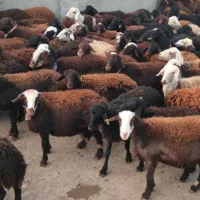 گوسفند شیشک|حیوانات مزرعه|سیلاخور, |دیوار