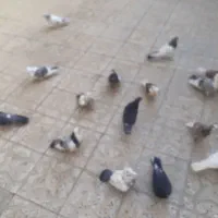 چند جفت کفتر اس مهر خورده برای توضیح زنگ|پرنده|نهاوند, |دیوار