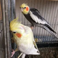 جفت عروس هلندی|پرنده|تالش, طولارود|دیوار