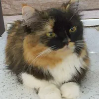 گربه پرشین ماده دارای شناسنامه پزشکی کاملآ دستی|گربه|بندر گناوه, |دیوار