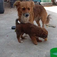 سگ اشپیتزماده با توله