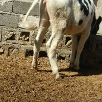 گاو . گوساله نر|حیوانات مزرعه|کرمانشاه, |دیوار