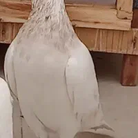 ماده هما پاچکمه گمشده|پرنده|پردیس, فاز ۶|دیوار