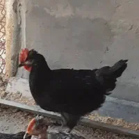 یک عدد خروس چهار پنج ماهه نژاد محلی کرد