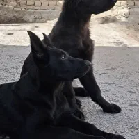 ژرمن بلک