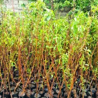 گردو|خدمات باغبانی و درختکاری|شیراز, محمدیه|دیوار