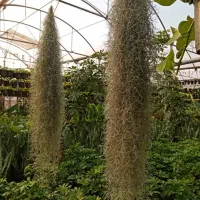 فروشندگی در گل فروشی