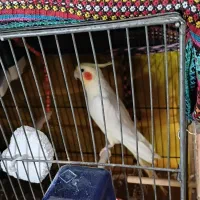 عروس هلندی نر بالغ