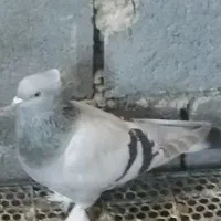 فروش کبوتر|پرنده|شیراز, درکی|دیوار