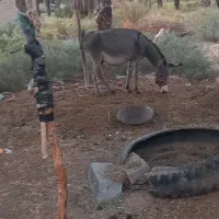 الاغ نر سالم فروشی