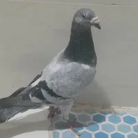 کفتر. .پولکی .سوسکی   .کفترجفتگاه