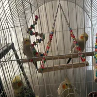 عروس هلندی|پرنده|ملارد, |دیوار