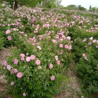 نهال گل محمدی|گل و گیاه طبیعی|مشهد, فرخد|دیوار