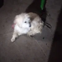 سگ پامر|سگ|شوشتر, |دیوار