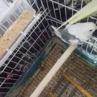 عروس هلندی پرنده فنچ کفتر قناری وغیره طوطی