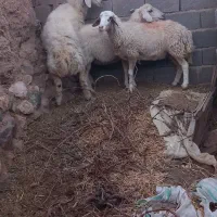 میش