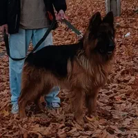 ژرمن شپرد کینگ جهت کشش