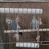 فروش عروس هلندی و طوطی برزیلی|پرنده|بوکان, |دیوار