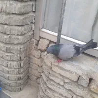 گو ماده|پرنده|پارسآباد, |دیوار