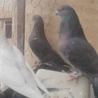 کبوترموشی نوک ریز طلایی سبز نقره ای|پرنده|شریف‌آباد, |دیوار