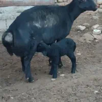 2 عدد شیشک بی گوش عشقی وزن بالا ،ابستن|حیوانات مزرعه|آشخانه, |دیوار