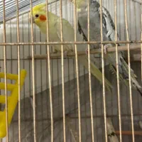 عروس هلندی|پرنده|باغستان, |دیوار