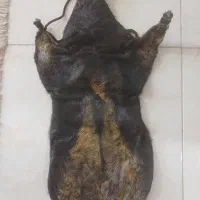 خیگ