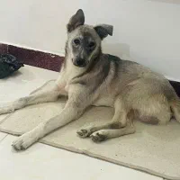 یک قلاده سگ نزاد دار ۶ماه نر