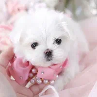 سگ های اورجینال پامر/پودل و..