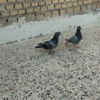 کبوتر
