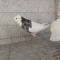 طوقی نر و ماده