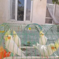 عروس هلندی