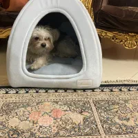 سگ شیتزو ماتیز|حیوانات|مشهد, بهاران|دیوار